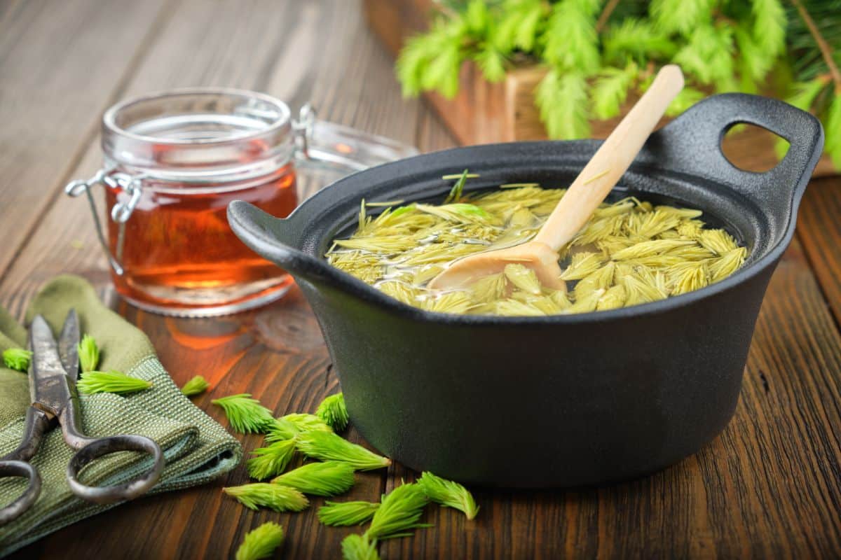 A pan with steeping spruce tips and a jar of spruce tip jelly