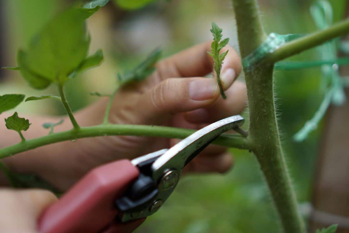 A tomato plant being pruned during the growing season