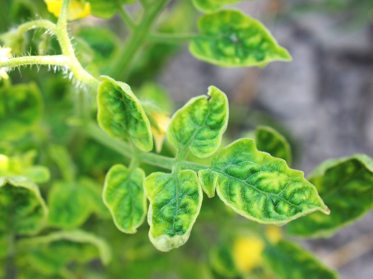 A tomato with yellow leaf curl virus