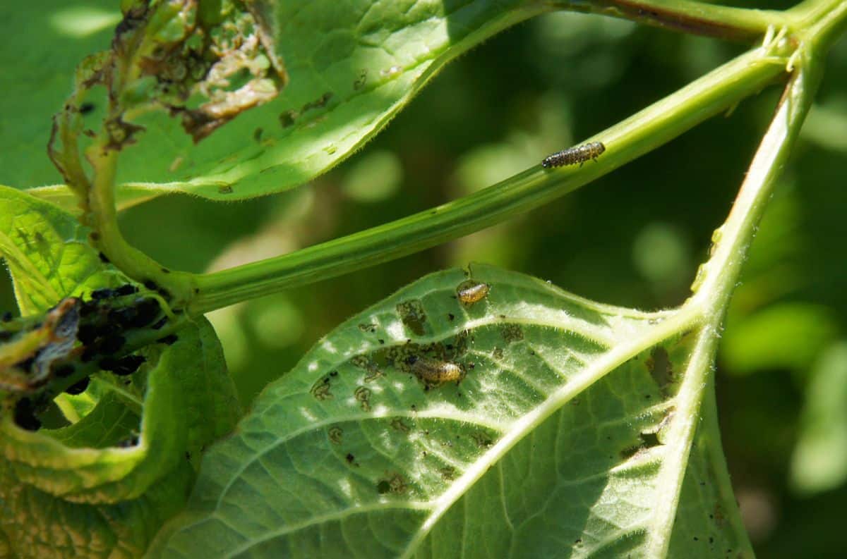 Damage on a plant caused by Viburnum leaf beetles