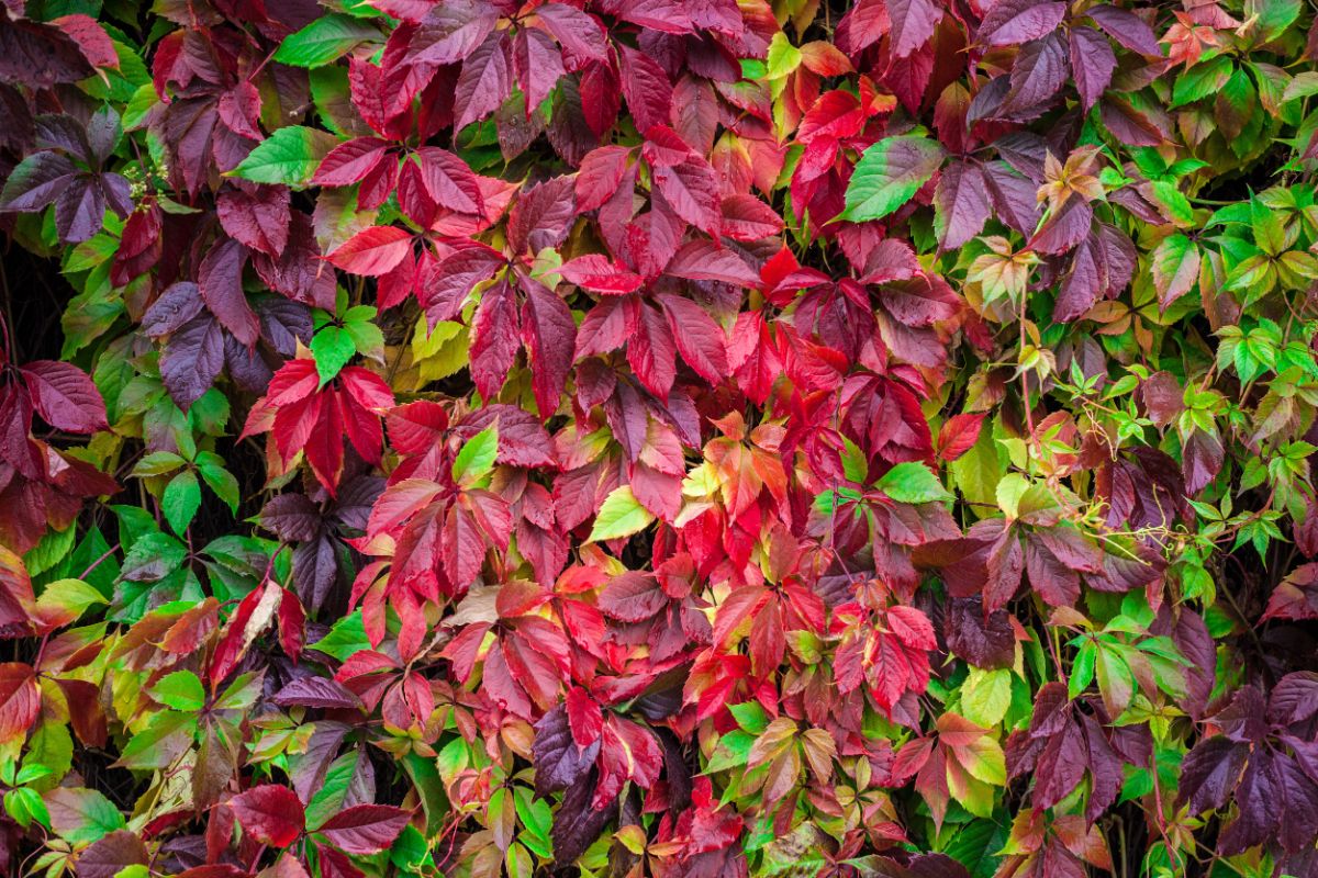 Virginia creeper vine turning red in the fall