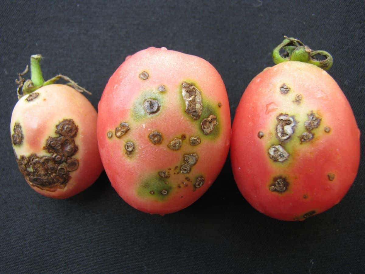 Three tomatoes showing signs of disease