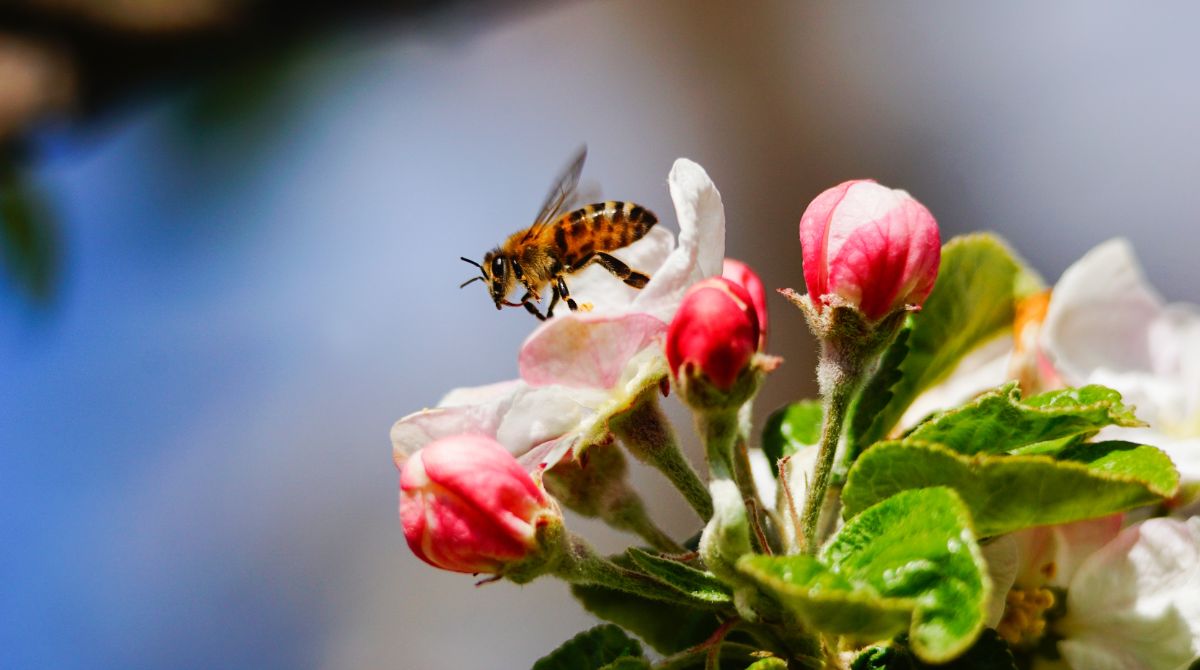 A honeybee on a fruit tree blossom