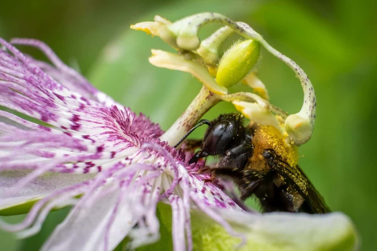 A honeybee on a climbing plant flower