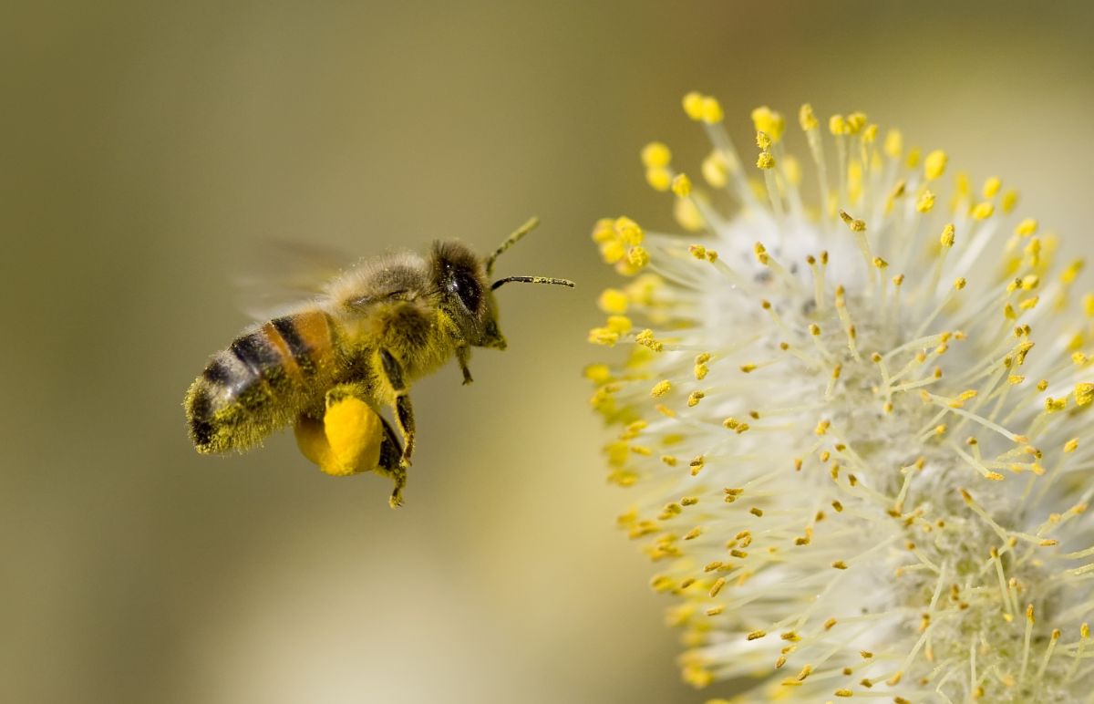 A honeybee laden with full pollen sacks heading to a flower