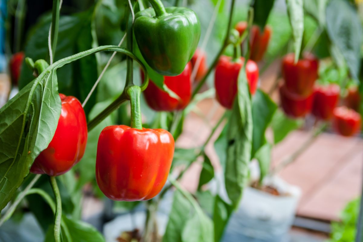 Red sweet peppers on a plant