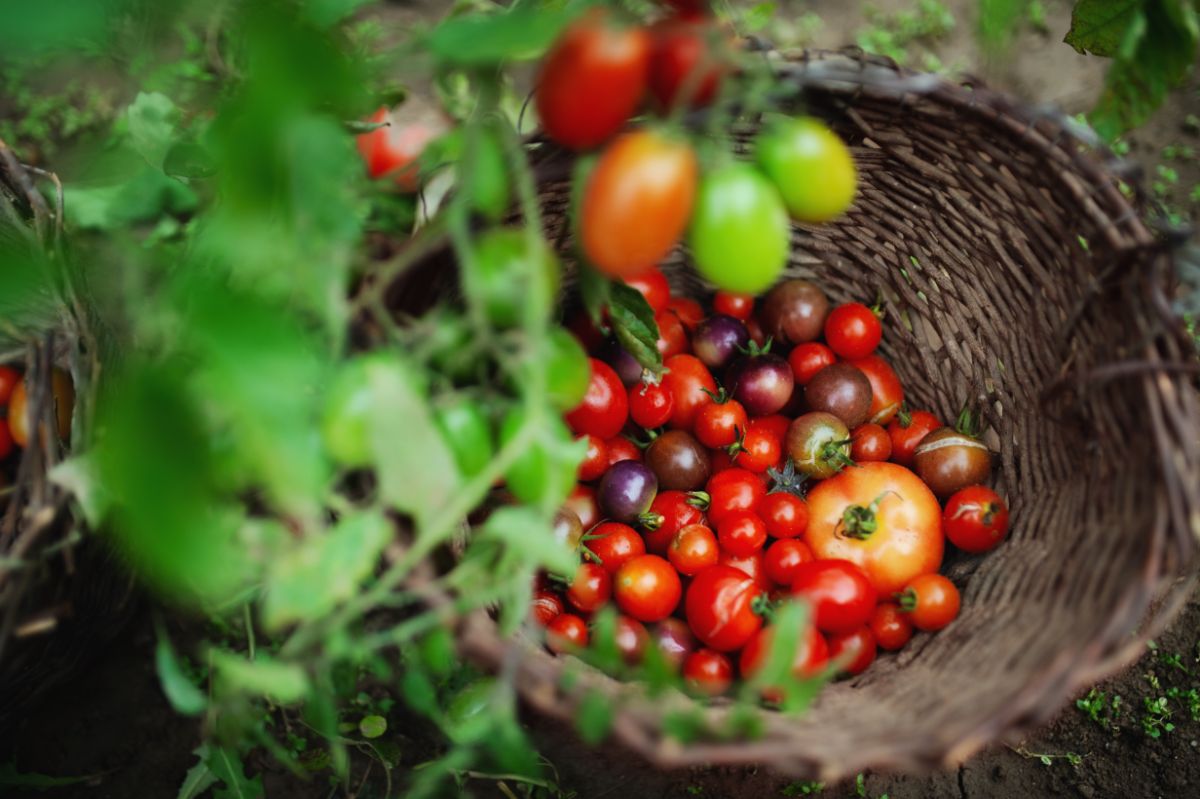 Cherry tomatoes harvested in the heat of summer