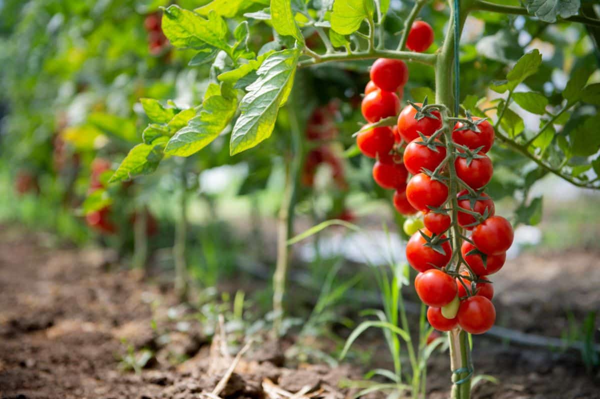 Healthy, ripe red cherry tomatoes