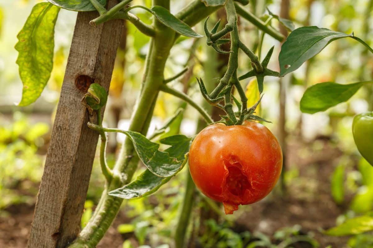 A tomato damaged by birds