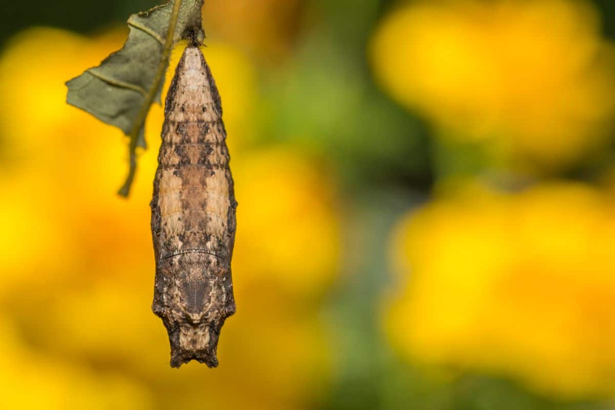 A cocoon hanging in a pollinator tree