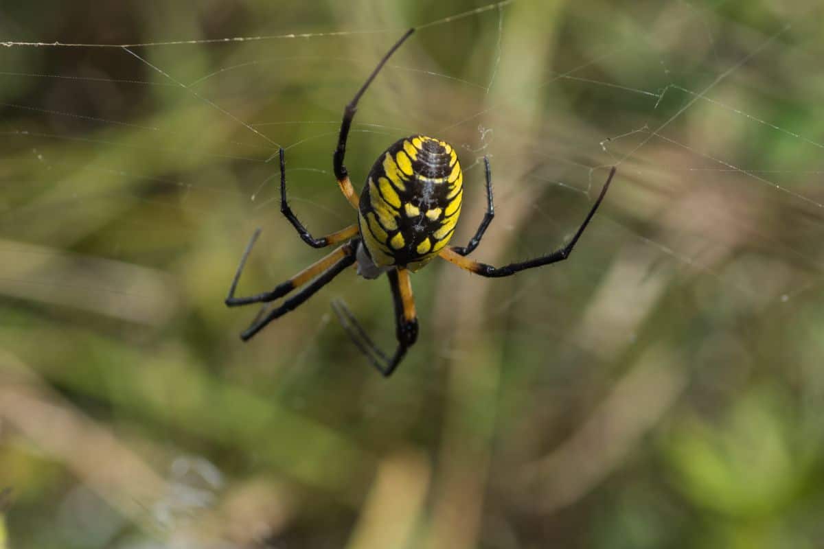 A yellow spider in a garden