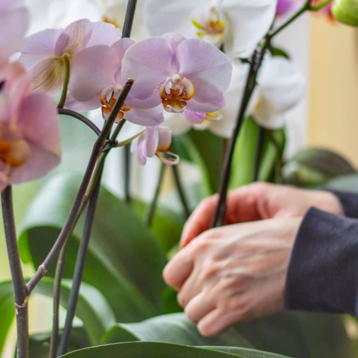 A gardener taking care of moth orchids on a windowsill.