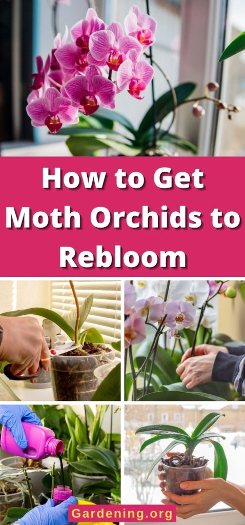 How to Get Moth Orchids to Rebloom pinterest image.