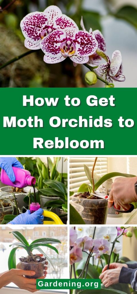 How to Get Moth Orchids to Rebloom pinterest image.