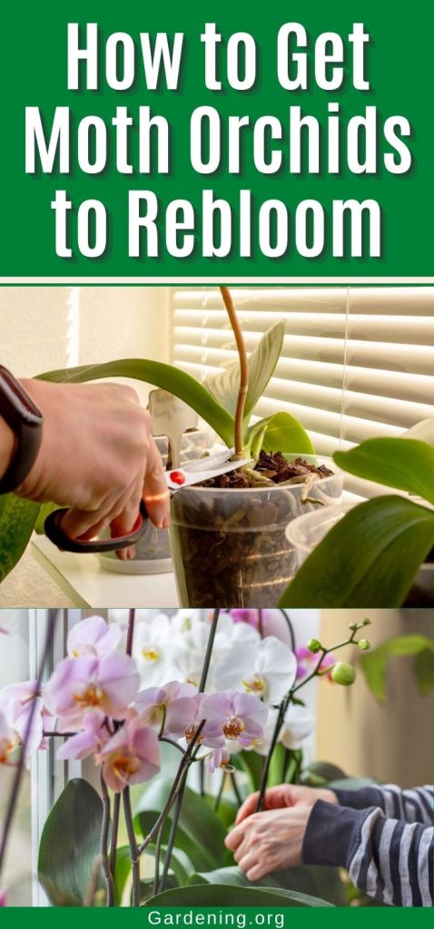 How to Get Moth Orchids to Rebloom pinterest image.