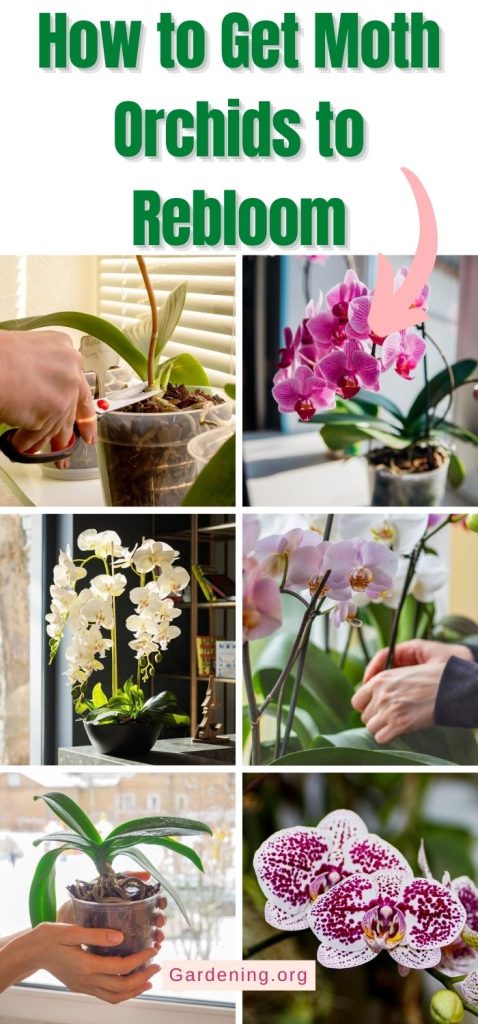 How to Get Moth Orchids to Rebloom pinterest image.