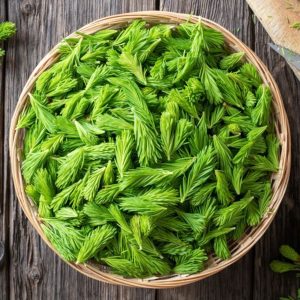 Wicker basket full of freshly harvested spruce tips.