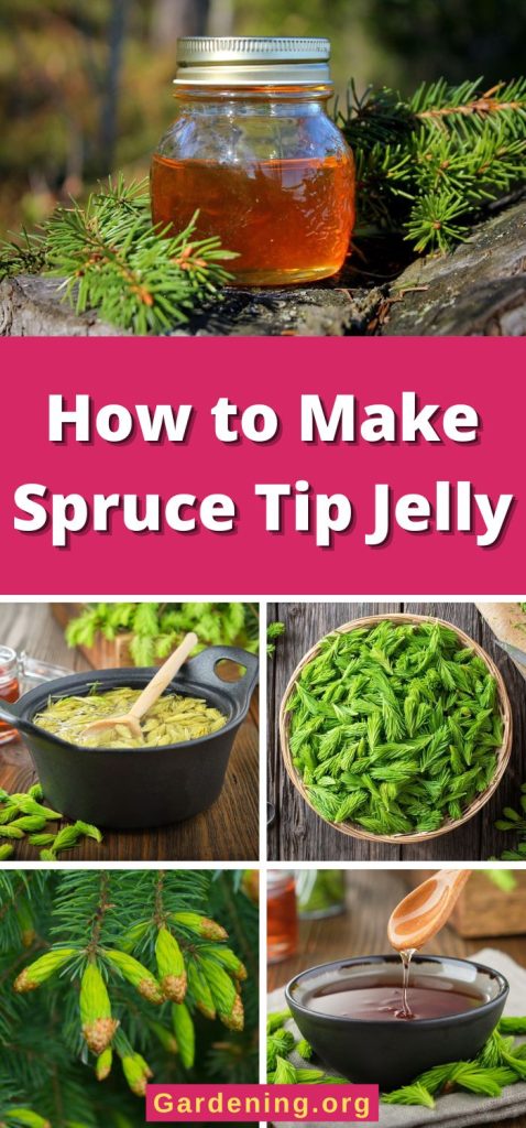 How to Make Spruce Tip Jelly pinterest image.