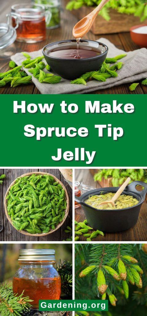 How to Make Spruce Tip Jelly pinterest image.