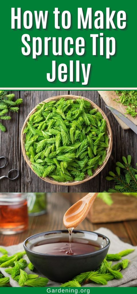 How to Make Spruce Tip Jelly pinterest image.