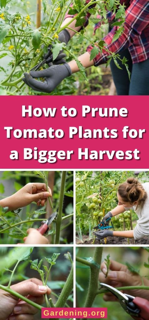 How to Prune Tomato Plants for a Bigger Harvest pinterest image.