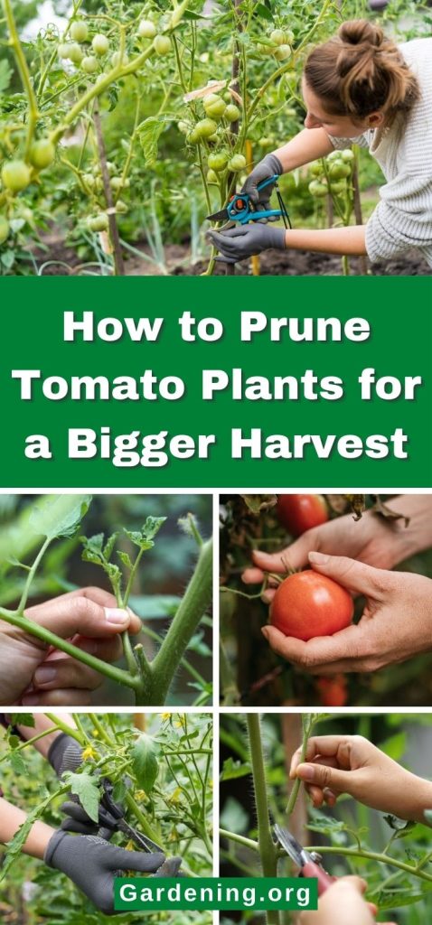 How to Prune Tomato Plants for a Bigger Harvest pinterest image.