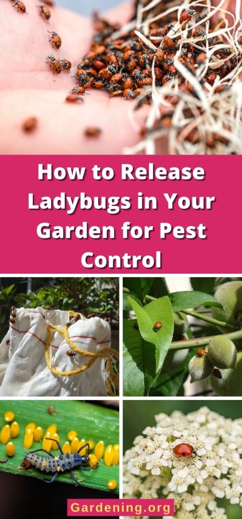 How to Release Ladybugs in Your Garden for Pest Control pinterest image.