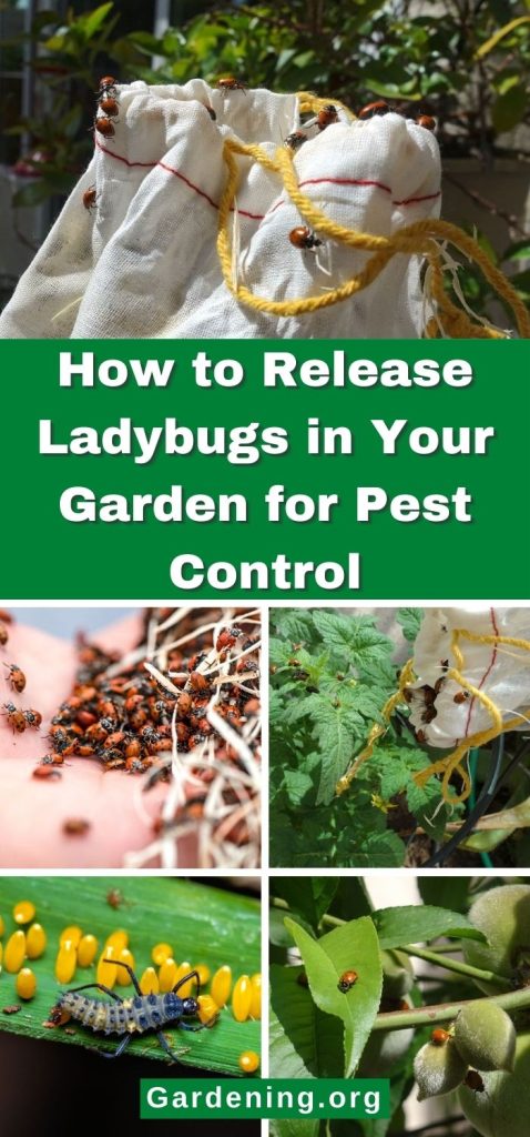 How to Release Ladybugs in Your Garden for Pest Control pinterest image.