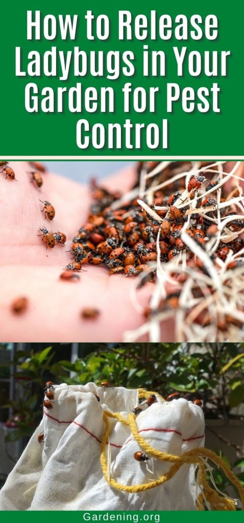 How to Release Ladybugs in Your Garden for Pest Control pinterest image.