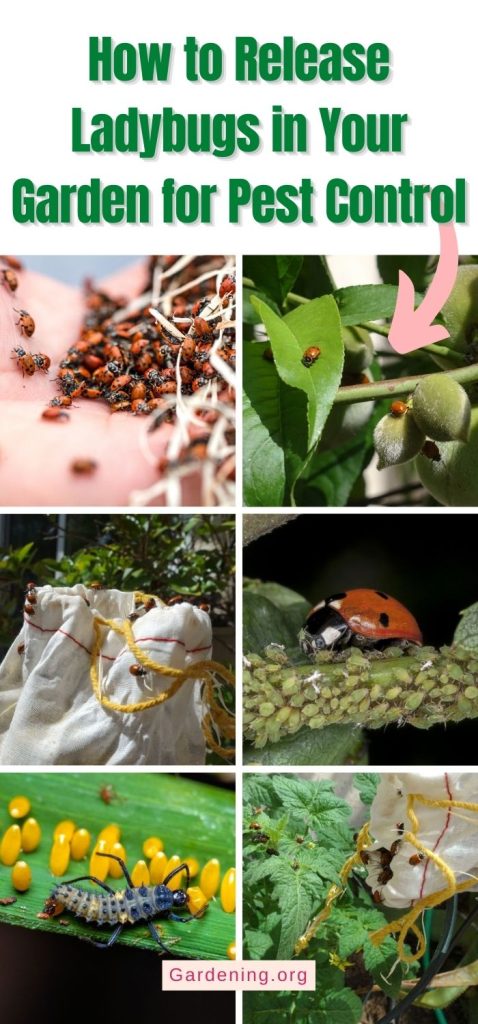 How to Release Ladybugs in Your Garden for Pest Control pinterest image.