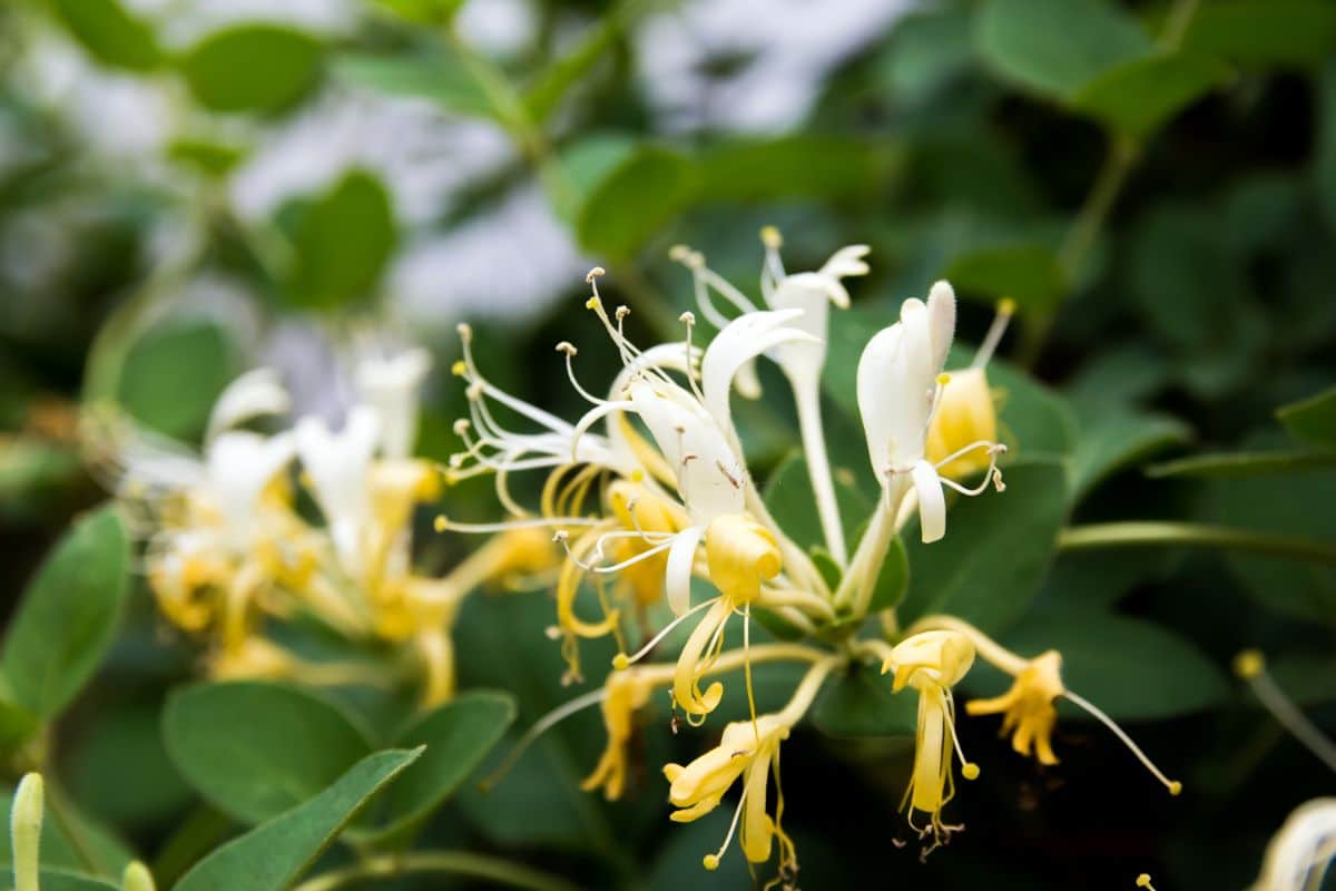 A variety of honeysuckle that may be invasive in some areas