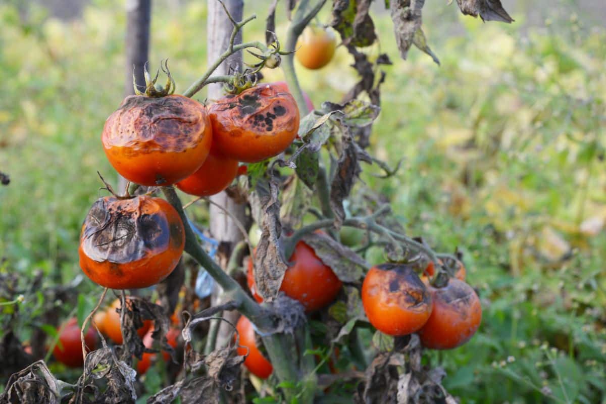 Blight on tomatoes causing rot