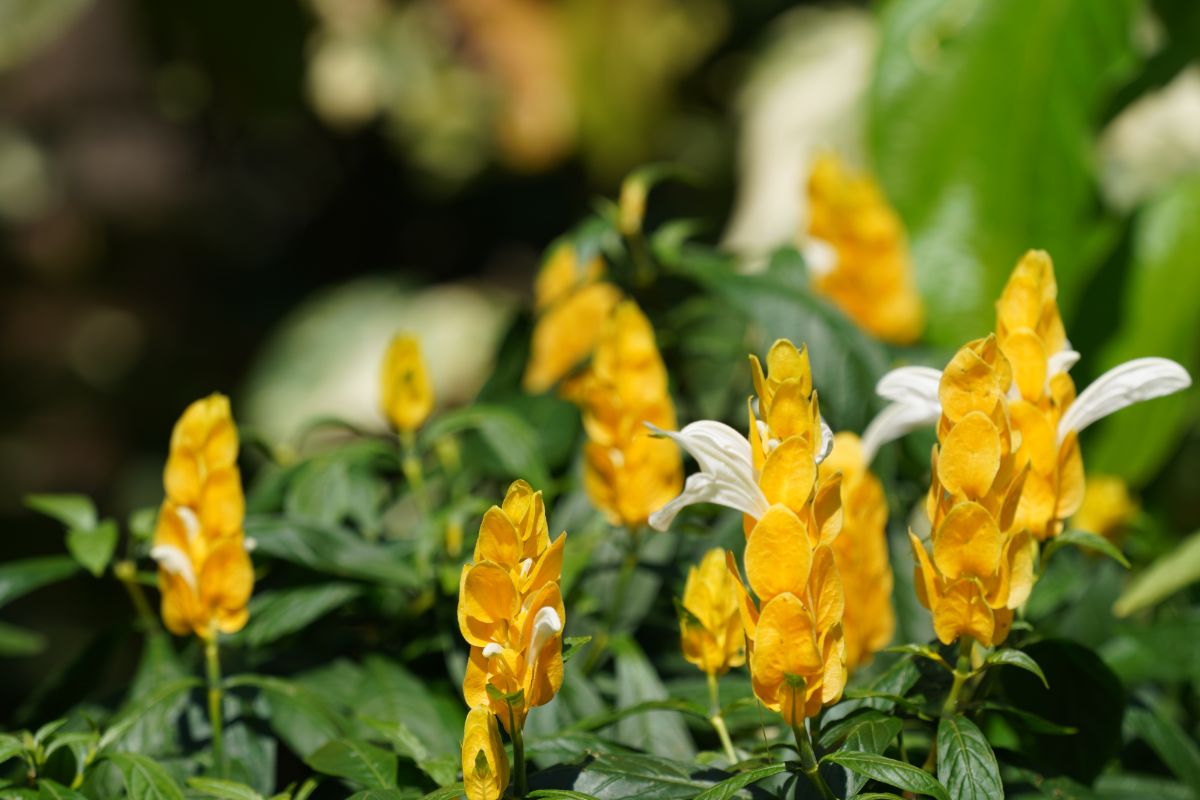 A houseplant with upright yellow flowers