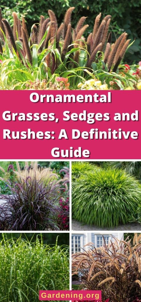 Ornamental Grasses, Sedges and Rushes: A Definitive Guide pinterest image.