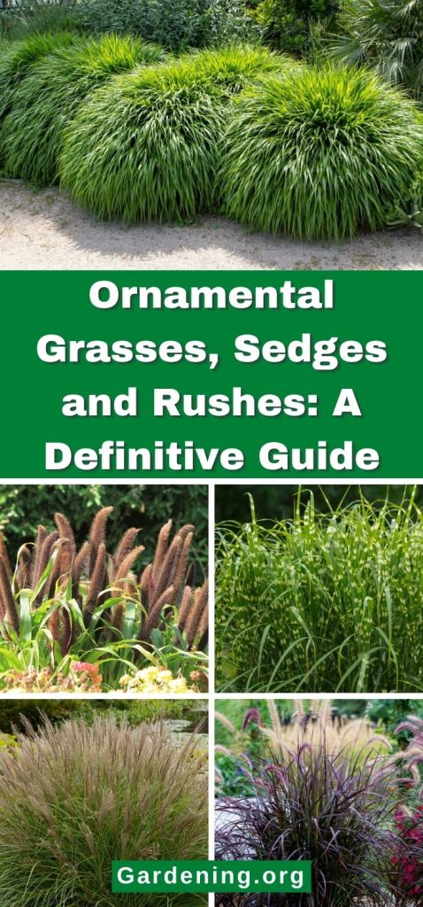 Ornamental Grasses, Sedges and Rushes: A Definitive Guide pinterest image.