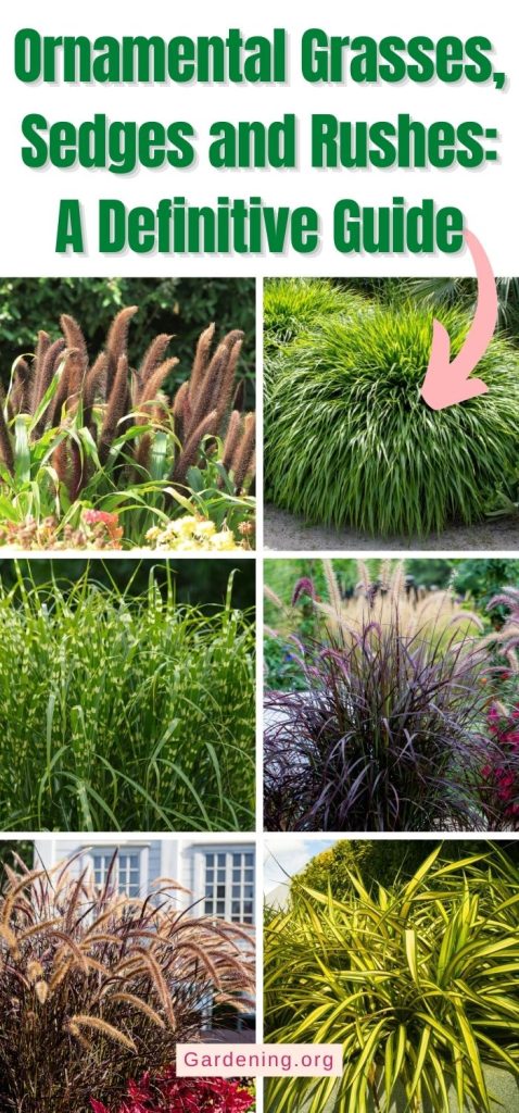 Ornamental Grasses, Sedges and Rushes: A Definitive Guide pinterest image.