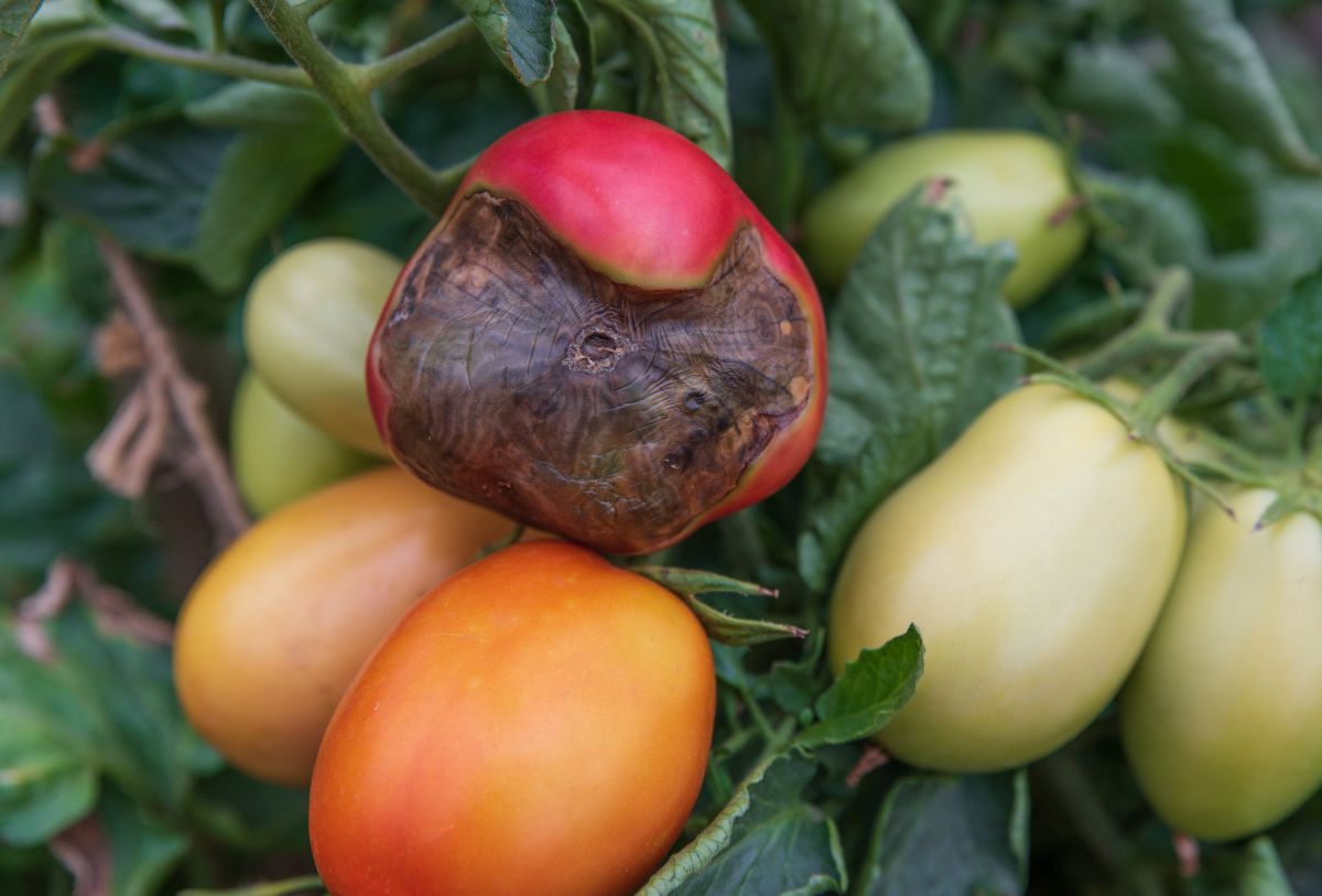 A tomato affected by rot