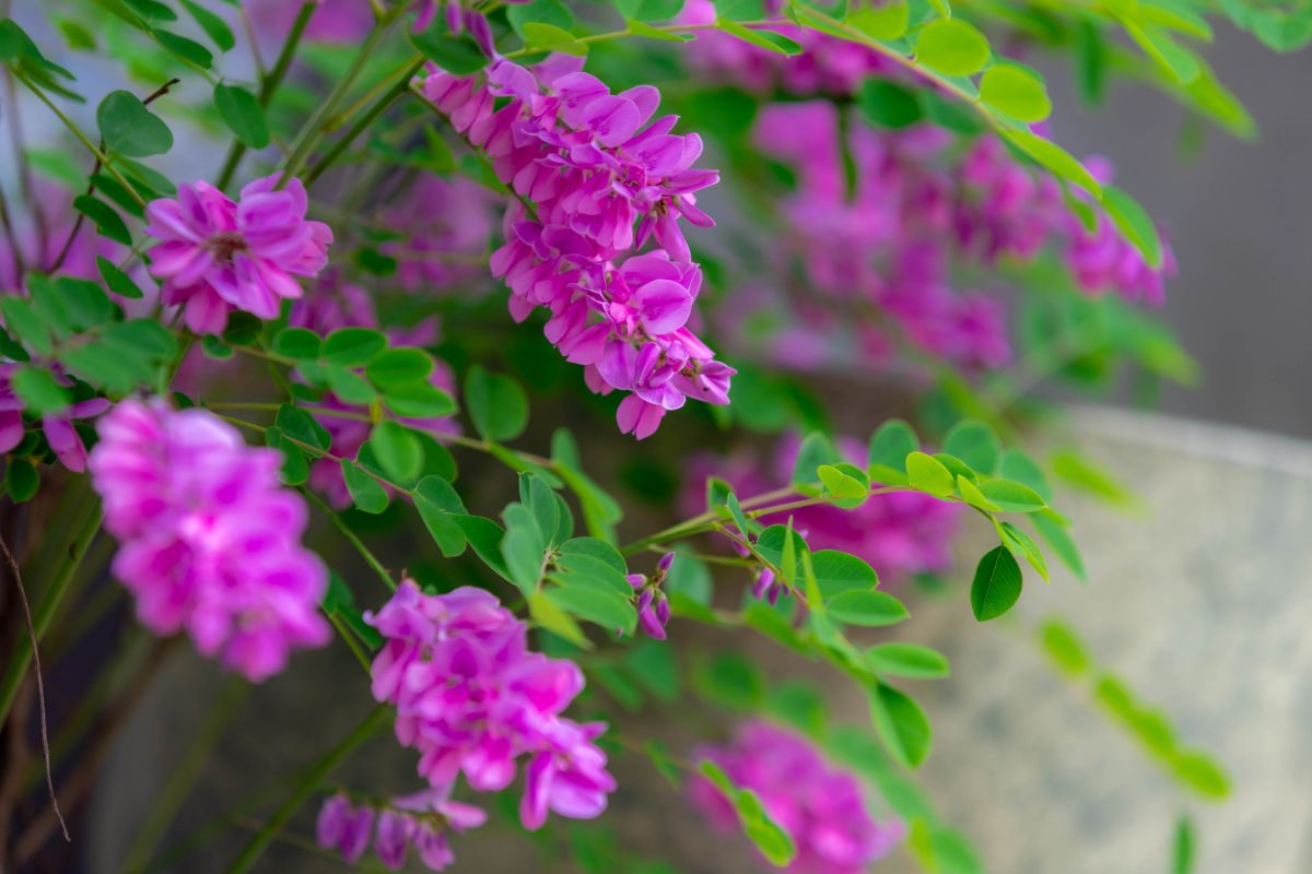 Purple flowering pollinator friendly tree
