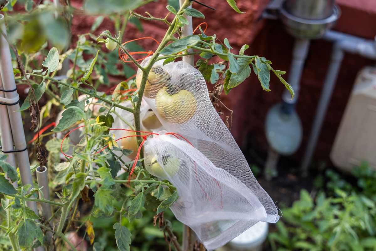 A netted bag over a tomato for pest control