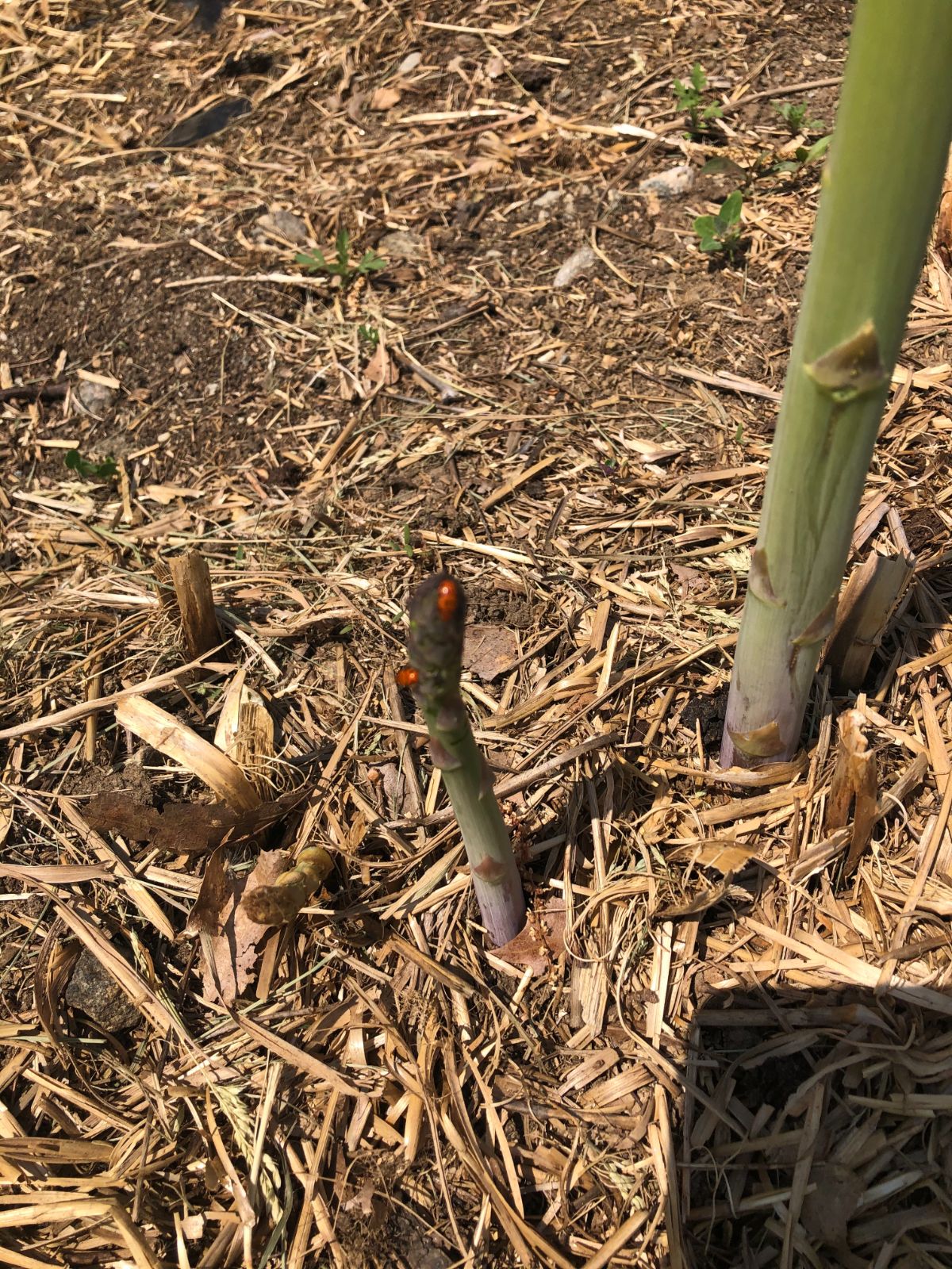 An asparagus plant with asparagus beetles hiding in mulch