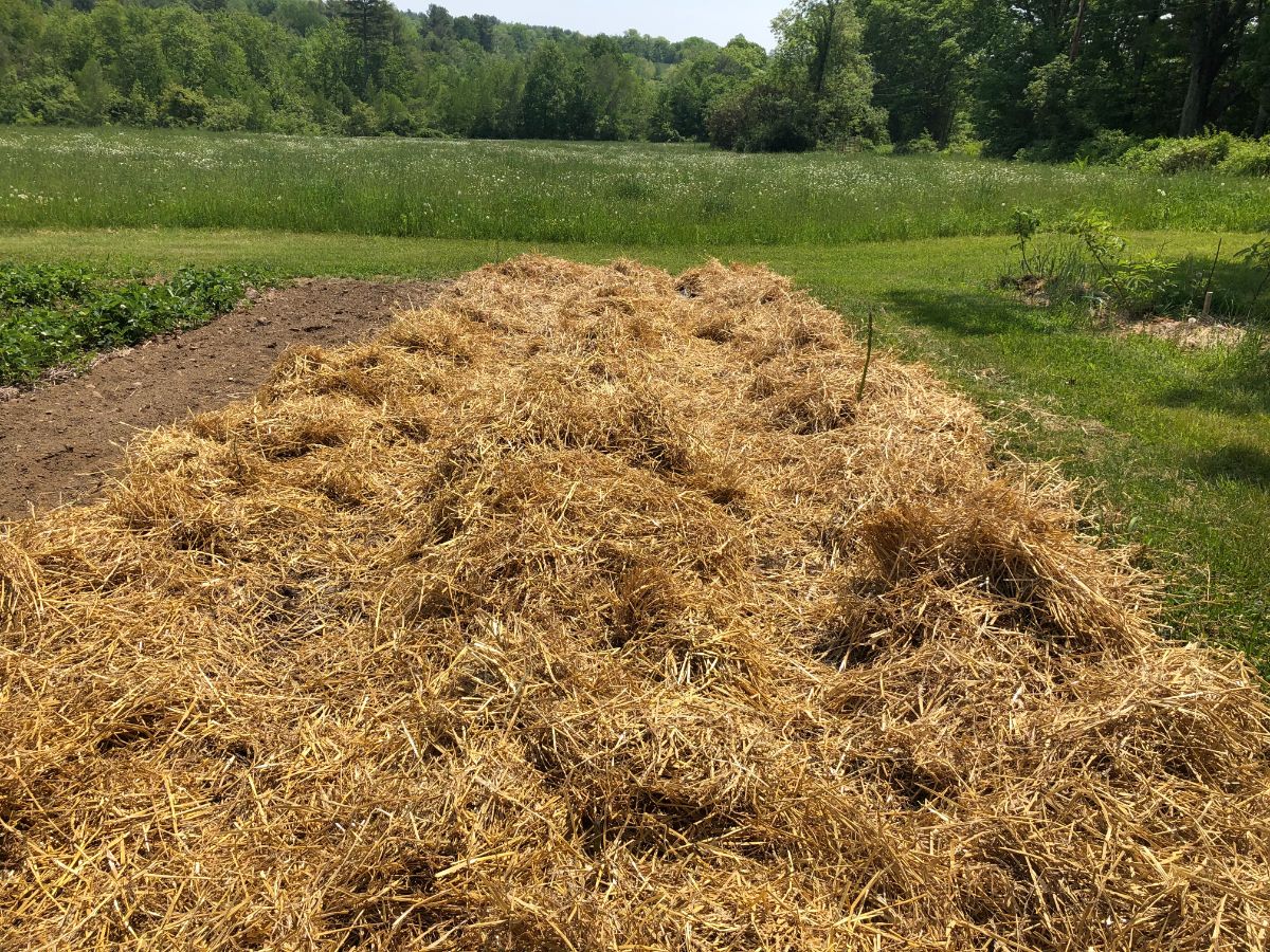 A thick layer of plant-blocking straw mulch