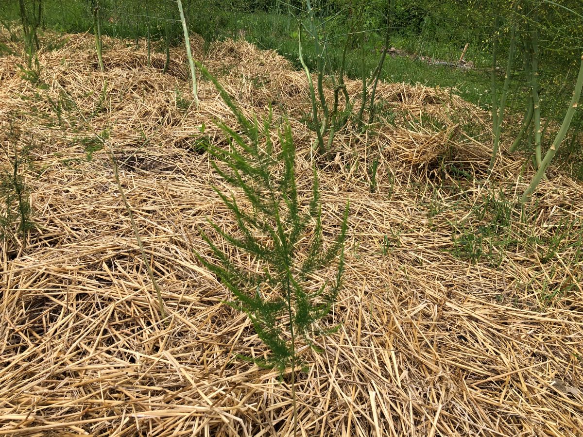 Straw mulch laid in an asparagus patch