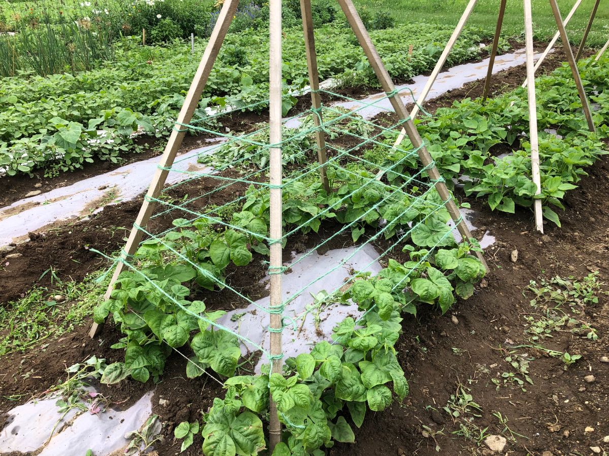 Mulch blocks air to roots