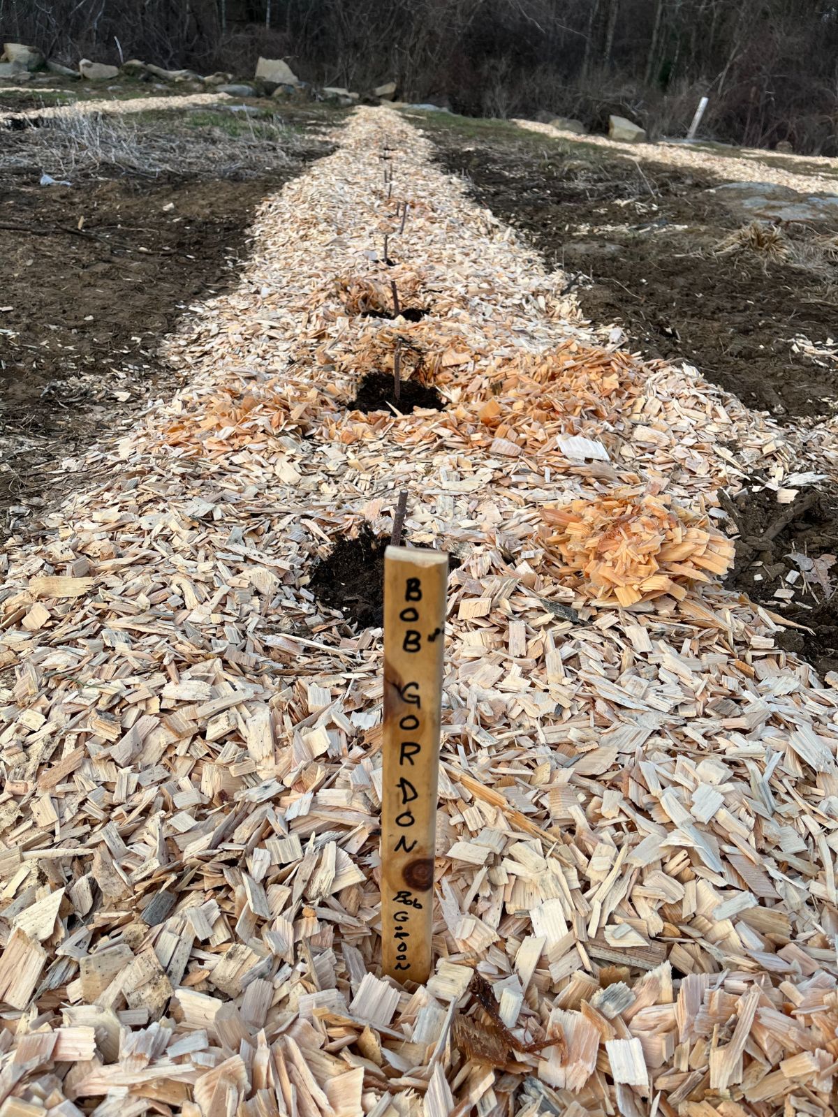 Wood chips laid as muclh