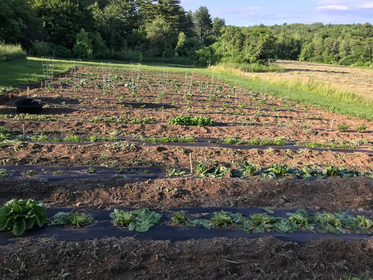 Garden rows mulched with black plastic