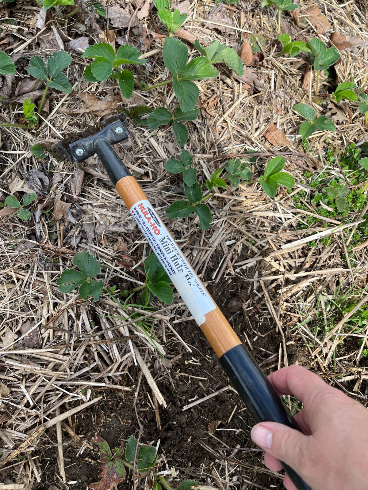 A gardener weeding with a handheld hula hoe