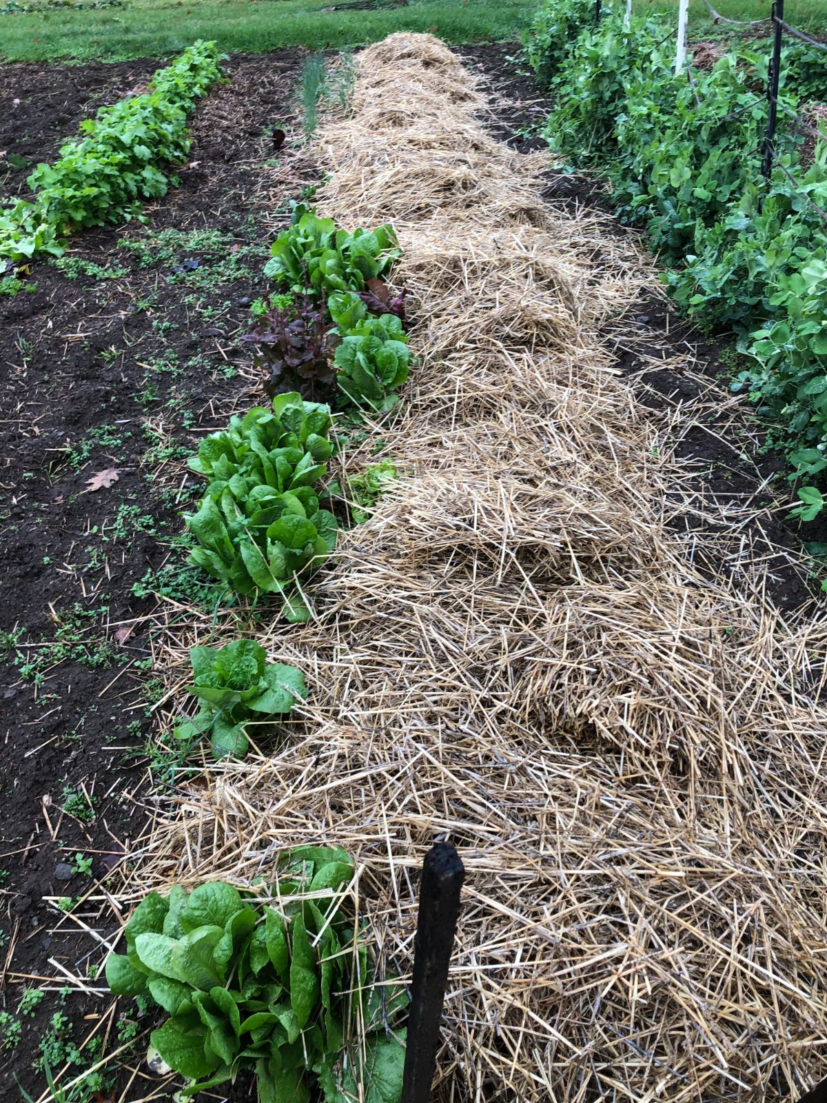 Straw mulch applied close to plant stems