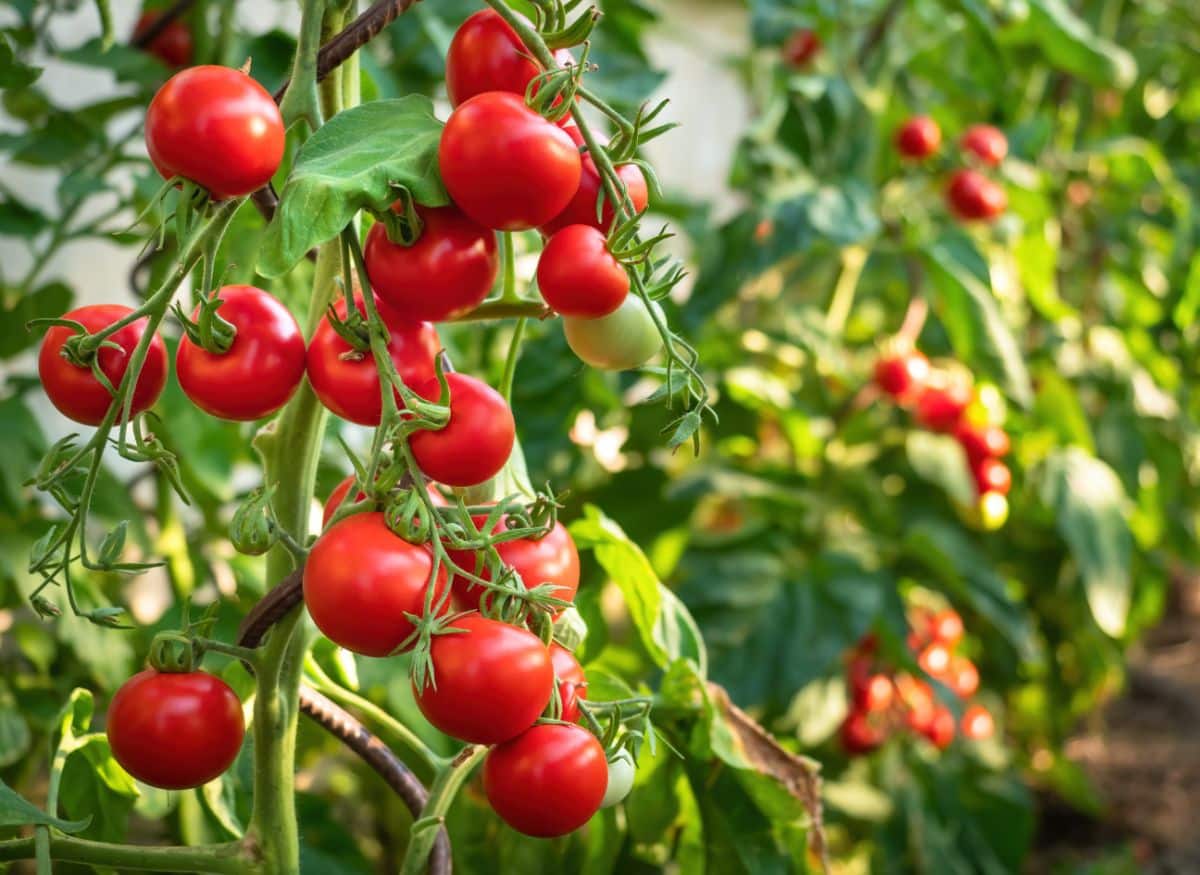 Cherry tomatoes ripe on the vine
