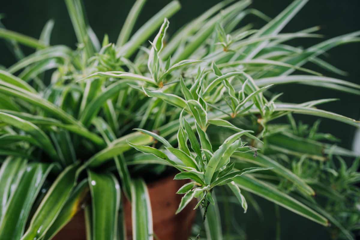 A hanging spider plant houseplant