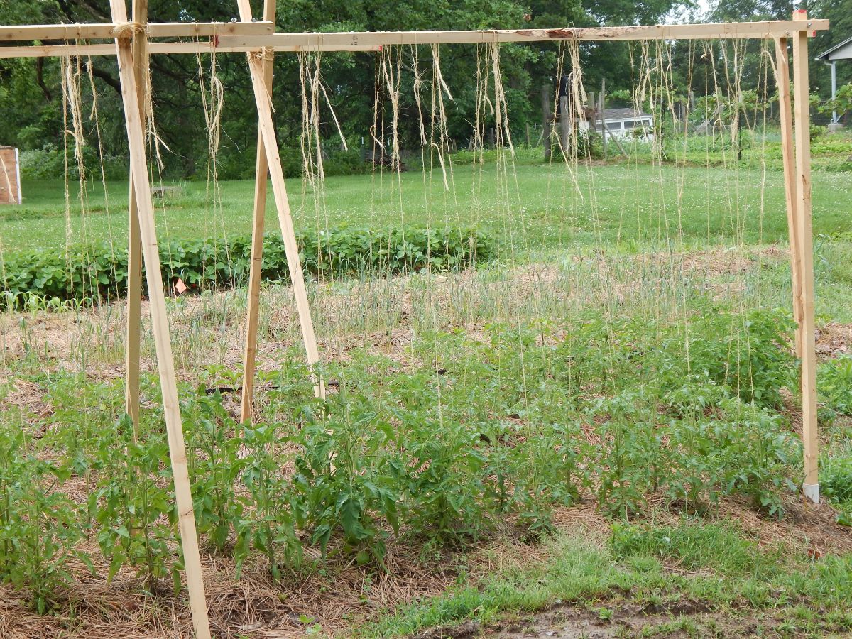 Young tomatoes growing on an A frame style trellis system